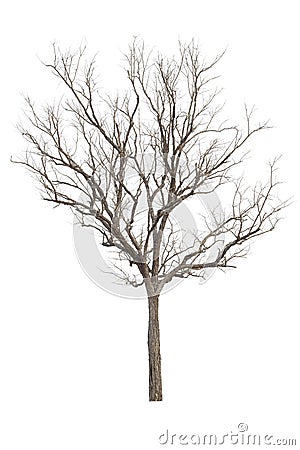 Dead Tree without Leaves isolate on white wit clipping path Stock Photo