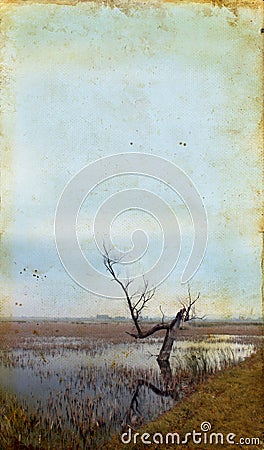 Dead Tree in Marsh on Grunge Background Stock Photo