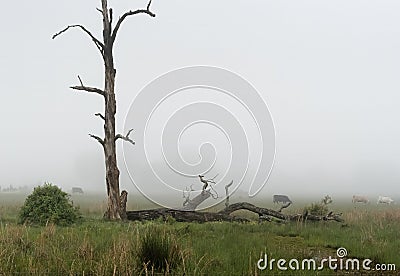 Dead tree in morning fog. Stock Photo