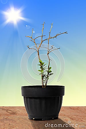 Dead tree with new grown leaves. Stock Photo