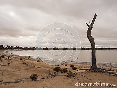 Dead tree next to a salt lake, Western Australia Stock Photo
