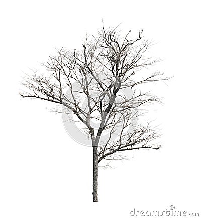 Dead tree with no leaves on white background Stock Photo