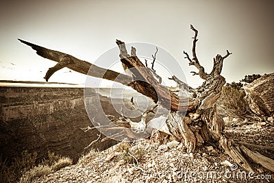 A dead tree overlooking the Grand Canyon Stock Photo