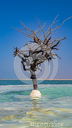 Dead Tree in the Sea of Life Stock Photo