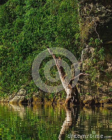 Dead tree on the shore of a fresh water lake in the jungle next Stock Photo