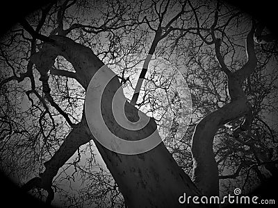 Dead Tree Silhouette in Sunlight Stock Photo