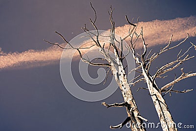 Dead tree silhouette on a sunset colored sky background; concept for climate change, environmental protection Stock Photo