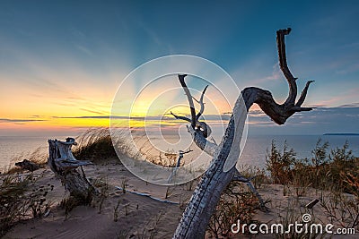 Sleeping Bear Dunes Sunset with Dead Tree Stock Photo