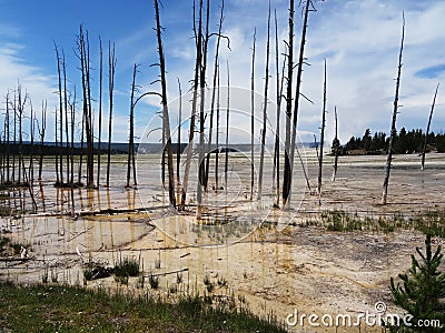 Dead tree skeletons in colored hydrothermal spring with white socks at base Stock Photo