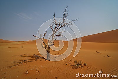 Dead Tree in Sossusvlei Stock Photo