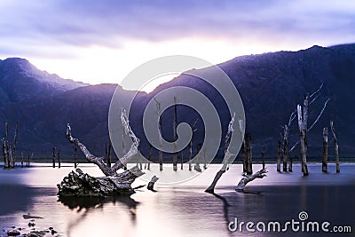 Dead tree stumps Stock Photo