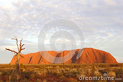 Dead tree and sunrise colors of Uluru Ayers Rock at dawn Editorial Stock Photo