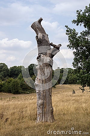 A dead and reduced tree trunk Stock Photo