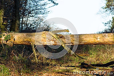Dead tree trunk at Posbank National park Veluwe Stock Photo