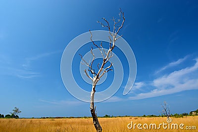 Dead tree Stock Photo