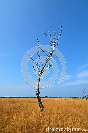 Dead tree Stock Photo