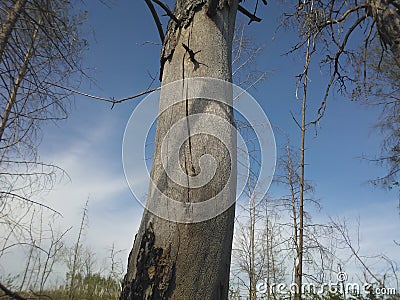 Dead tree under blue sky Stock Photo