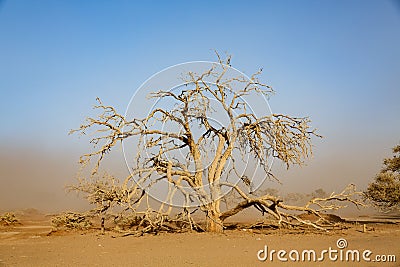 Dead tree under sandstorm in african desert Stock Photo