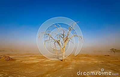 Dead tree under sandstorm in african desert, blue sky Stock Photo