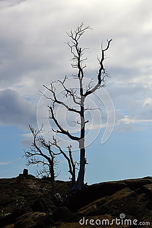 Dead Tree in Volcanoes National Park on the Big Island, Hawaii Stock Photo