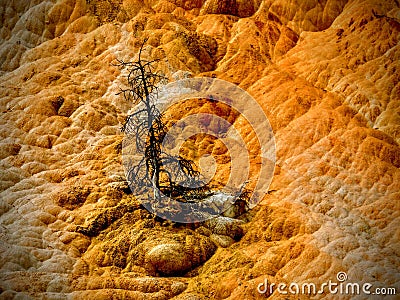 A dead tree at Yellowstone& x27;s Mammoth Hot Springs Stock Photo