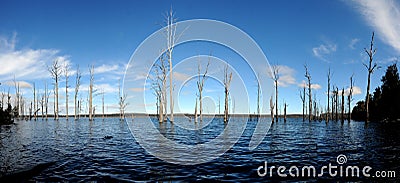 Dead Trees Stock Photo