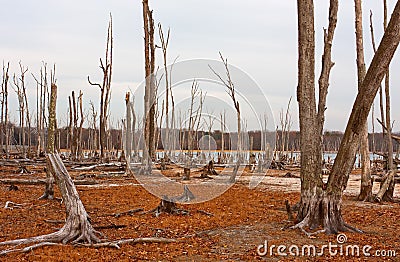 Dead Trees Stock Photo