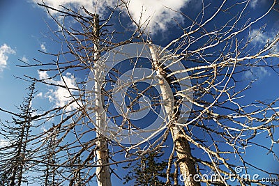 Dead trees Stock Photo