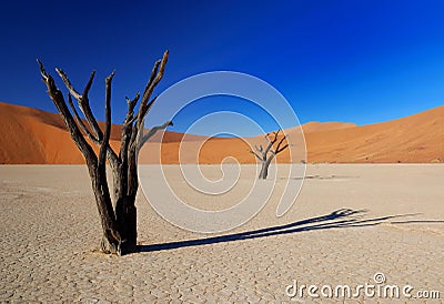 Dead Trees in Deadvlei Stock Photo