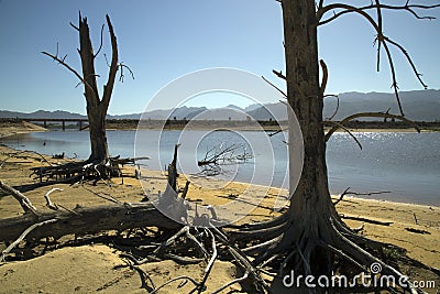 Dead trees in dry reservoir Stock Photo