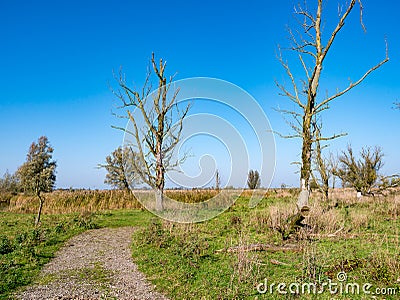 Dead trees, footpath in nature reserve Oostvaardersplassen, Flevoland, Netherlands Stock Photo