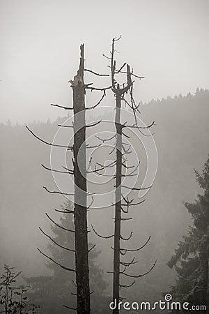 Dead trees in the Harz Silberwald silver forest Stock Photo