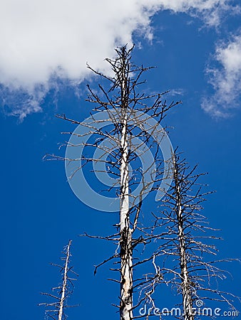 Dead trees in the Harz Silberwald silver forest Stock Photo