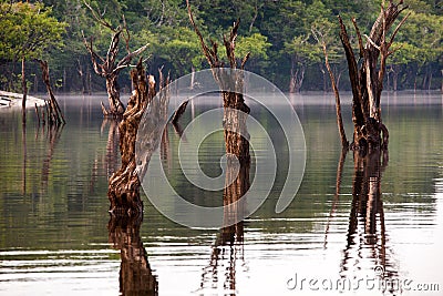 Dead trees on Igarape Stock Photo