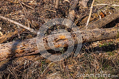 Dead tree trunks marked by insect infestation in forest weakened by climate crisis Stock Photo