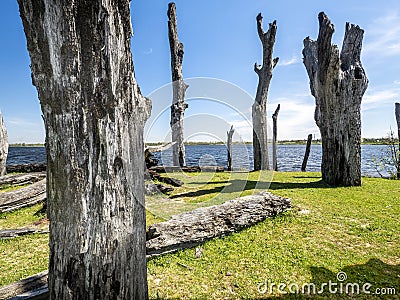 Dead trees by the maasplassen Stock Photo