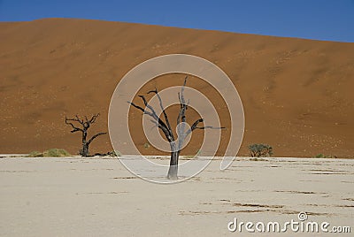 Dead Trees in Namib Desert Stock Photo