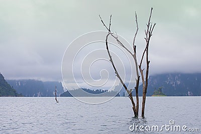 Dead trees standing in the dam, morning view, mist in thailand Stock Photo