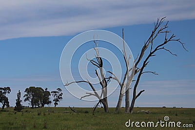 Dead Trees and Their Use Stock Photo