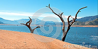 Dead Trees and trunks along the banks of the Kern River where it enters drought stricken Lake Isabella California CA Stock Photo