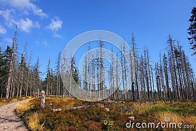 Sick forest Stock Photo