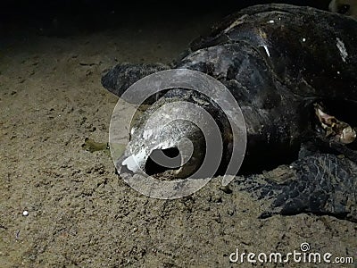 Dead turtle with open skull..... Stock Photo