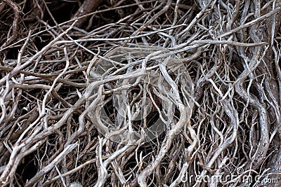 Dead and twisted dead tree branches Stock Photo