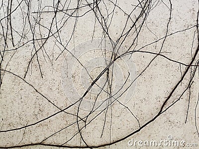 Dead vines hanging on a wall Stock Photo