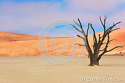 Dead Vlei desert, Namibia, South Africa Stock Photo