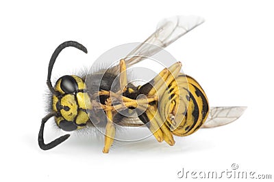 Dead wasp Stock Photo