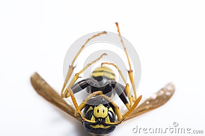 Dead wasp Stock Photo