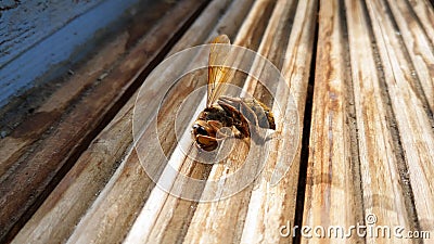 Dead wasp up close beautiful yellow. Wasp dead beautiful Stock Photo