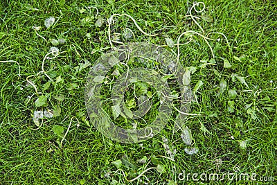 dead weeds after applying herbicide on a grass lawn Stock Photo