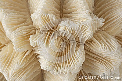 Dead white coral skeleton detail Stock Photo